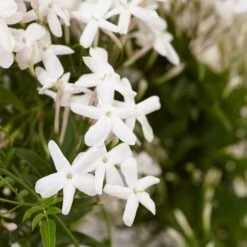 Jasminum Polyanthum 11 Jasminum Polyanthum -Herbalife Shop pl0000085034 card4 lg