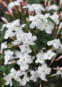 Jasminum Polyanthum 12 Jasminum Polyanthum -Herbalife Shop pl0000085034 card5 lg