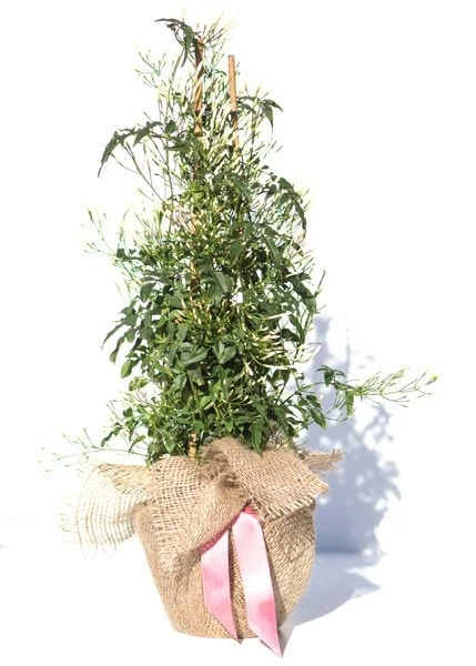 Jasminum Polyanthum 8 Jasminum Polyanthum - Image 6