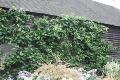 Fig 'Brown Turkey' -Herbalife Shop pl1000000029 card2 lg