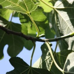 Fig 'Brown Turkey' -Herbalife Shop pl1000000029 card4 lg