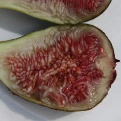 Fig 'Brown Turkey' -Herbalife Shop pl1000000029 card5 lg