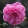 Camellia × Williamsii 'Debbie' -Herbalife Shop pl1000000033