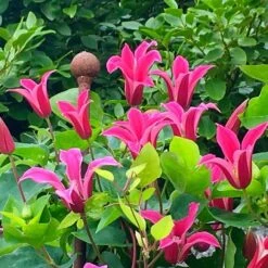 Clematis 'Princess Diana' 6 Clematis 'Princess Diana' -Herbalife Shop pl1000000211 card2 lg