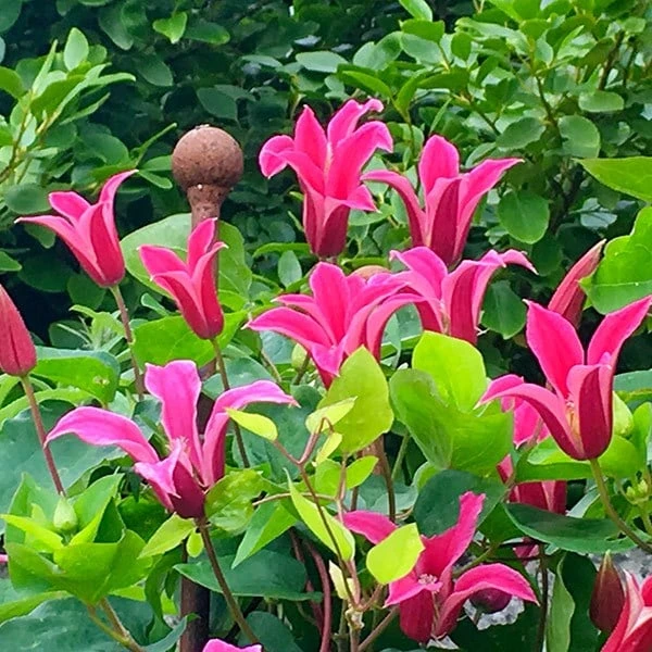 Clematis 'Princess Diana' 4 Clematis 'Princess Diana' - Image 2