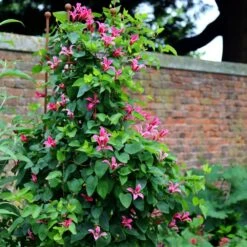 Clematis 'Princess Diana' 7 Clematis 'Princess Diana' -Herbalife Shop pl1000000211 card3 lg