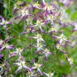 Clematis × Triternata 'Rubromarginata' -Herbalife Shop pl1000000212 card2 lg