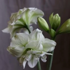 Hippeastrum (Double Galaxy Group) 'Marilyn' (PBR) -Herbalife Shop pl1000000413 card3 lg