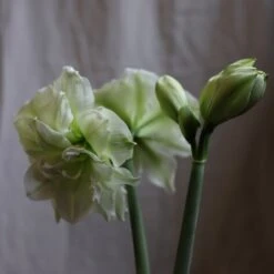 Hippeastrum (Double Galaxy Group) 'Marilyn' (PBR) -Herbalife Shop pl1000000413 card4 lg