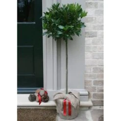 Laurus Nobilis -Herbalife Shop pl1000000576 card2 lg