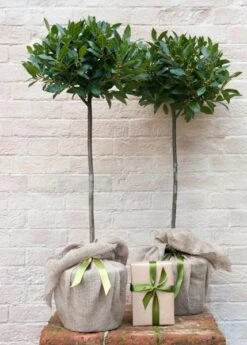 Laurus Nobilis -Herbalife Shop pl1000000576 card3 lg