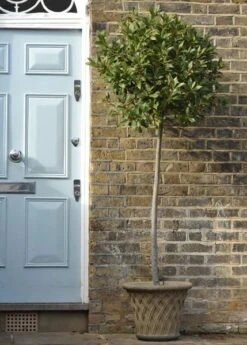 Laurus Nobilis -Herbalife Shop pl1000000576 card6 lg