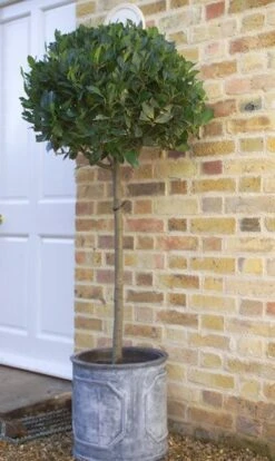 Laurus Nobilis -Herbalife Shop pl1000000576 card7 lg