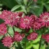 Astrantia Major 'Ruby Wedding' -Herbalife Shop pl1000000651