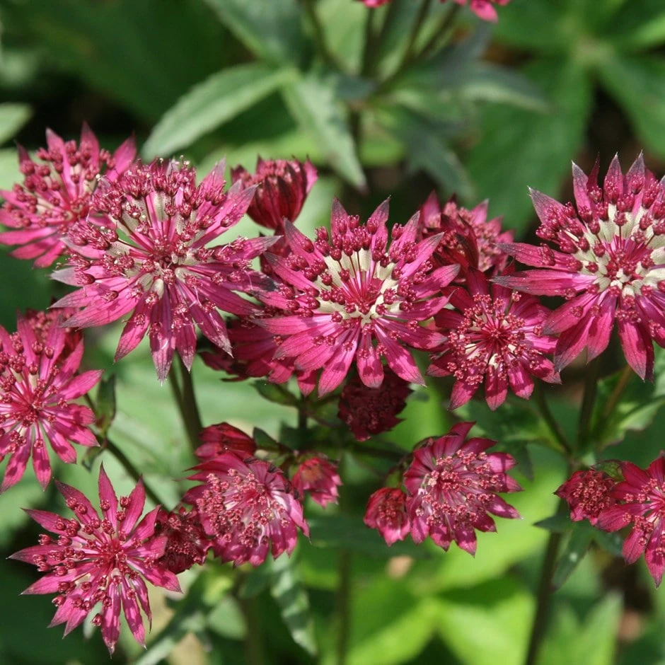 Astrantia Major 'Ruby Wedding' 3 Astrantia Major 'Ruby Wedding'