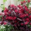 Loropetalum Chinense Var. Rubrum 'Fire Dance' -Herbalife Shop pl1000000932