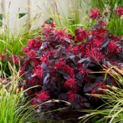 Loropetalum Chinense Var. Rubrum 'Fire Dance' 9 Loropetalum Chinense Var. Rubrum 'Fire Dance' -Herbalife Shop pl1000000932 card3 lg