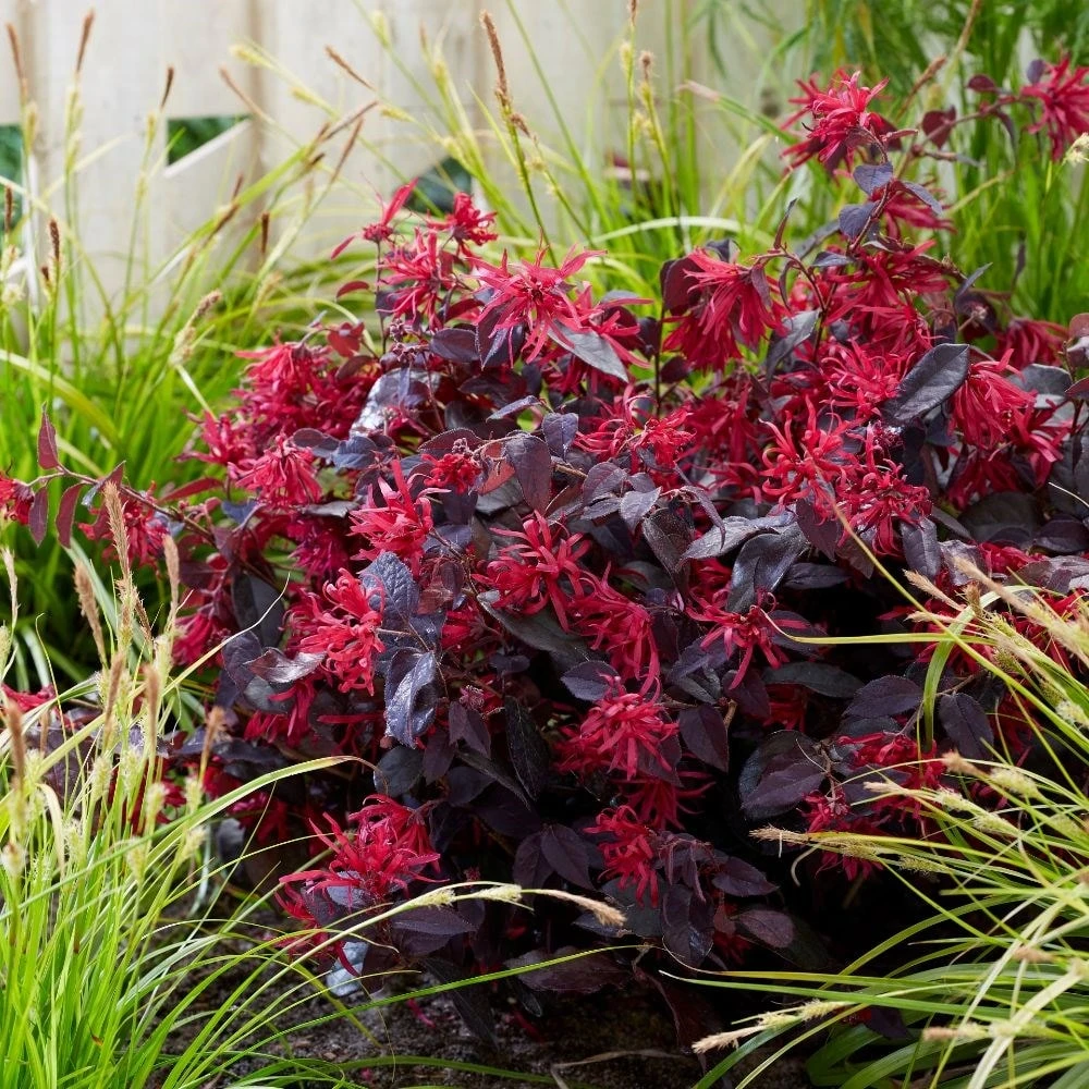 Loropetalum Chinense Var. Rubrum 'Fire Dance' 5 Loropetalum Chinense Var. Rubrum 'Fire Dance' - Image 3