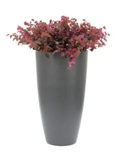 Loropetalum Chinense Var. Rubrum 'Fire Dance' 10 Loropetalum Chinense Var. Rubrum 'Fire Dance' -Herbalife Shop pl1000000932 card4 lg