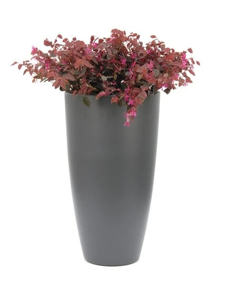 Loropetalum Chinense Var. Rubrum 'Fire Dance' 6 Loropetalum Chinense Var. Rubrum 'Fire Dance' - Image 4