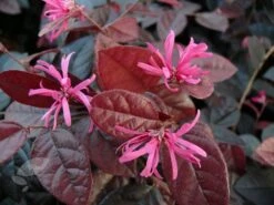 Loropetalum Chinense Var. Rubrum 'Fire Dance' 11 Loropetalum Chinense Var. Rubrum 'Fire Dance' -Herbalife Shop pl1000000932 card5 lg