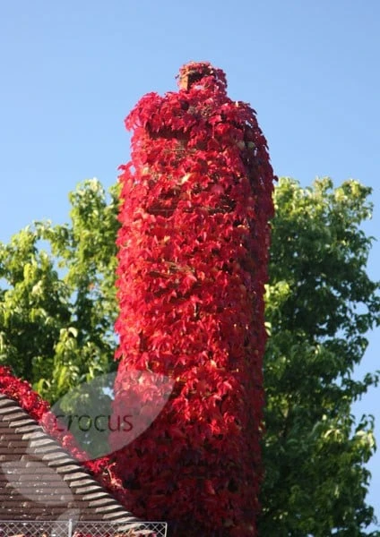 Parthenocissus Tricuspidata 'Veitchii' 7 Parthenocissus Tricuspidata 'Veitchii' - Image 5