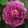 Rosa 'Reine Des Violettes' 2 Rosa 'Reine Des Violettes' -Herbalife Shop pl1000001991
