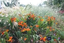 Crocosmia × Crocosmiiflora 'Emily Mckenzie' -Herbalife Shop pl2000002149 card2 lg