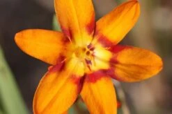 Crocosmia × Crocosmiiflora 'Emily Mckenzie' -Herbalife Shop pl2000002149 card3 lg