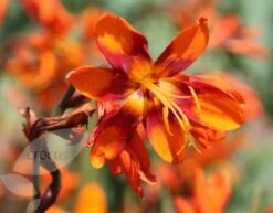 Crocosmia × Crocosmiiflora 'Emily Mckenzie' -Herbalife Shop pl2000002149 card4 lg