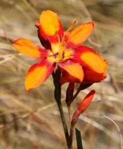 Crocosmia × Crocosmiiflora 'Emily Mckenzie' -Herbalife Shop pl2000002149 card5 lg