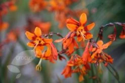 Crocosmia × Crocosmiiflora 'Emily Mckenzie' -Herbalife Shop pl2000002149 card6 lg