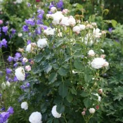 Rosa 'Boule De Neige' -Herbalife Shop pl2000002339 card2 lg