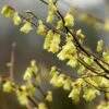 Corylopsis Pauciflora 2 Corylopsis Pauciflora -Herbalife Shop pl2000002652