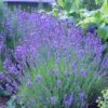 Lavandula Angustifolia 'Munstead' -Herbalife Shop pl2000002724