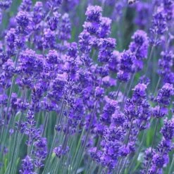 Lavandula Angustifolia 'Munstead' 6 Lavandula Angustifolia 'Munstead' -Herbalife Shop pl2000002724 card2 lg