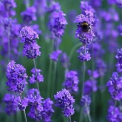 Lavandula Angustifolia 'Munstead' 7 Lavandula Angustifolia 'Munstead' -Herbalife Shop pl2000002724 card3 lg