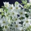 Clematis × Cartmanii 'Joe' -Herbalife Shop pl2000002726