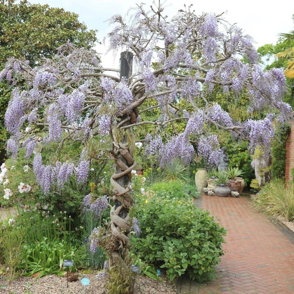 Wisteria Floribunda 'Domino' 5 Wisteria Floribunda 'Domino' - Image 3