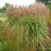 Miscanthus Sinensis 'Malepartus' -Herbalife Shop pl2000002832
