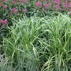 Miscanthus Sinensis 'Malepartus' 7 Miscanthus Sinensis 'Malepartus' -Herbalife Shop pl2000002832 card2 lg