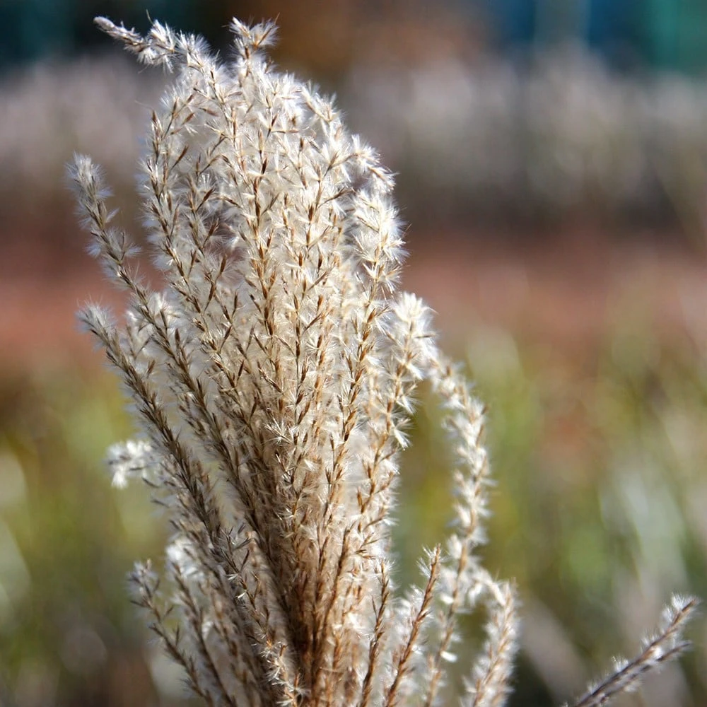 Miscanthus Sinensis 'Malepartus' 6 Miscanthus Sinensis 'Malepartus' - Image 4