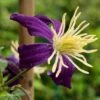 Clematis × Aromatica -Herbalife Shop pl2000002947
