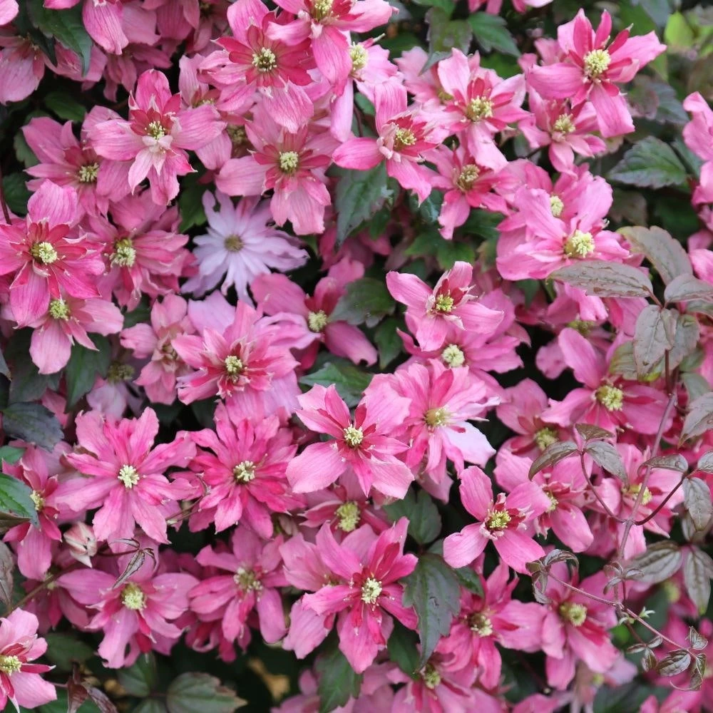 Clematis 'Broughton Star' 4 Clematis 'Broughton Star' - Image 2