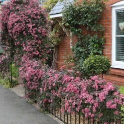 Clematis 'Broughton Star' 7 Clematis 'Broughton Star' -Herbalife Shop pl2000003011 card3 lg