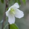 Clematis Cirrhosa 'Jingle Bells' -Herbalife Shop pl2000003353