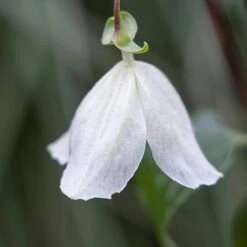 Clematis Cirrhosa 'Jingle Bells' -Herbalife Shop pl2000003353 card2 lg