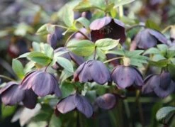Helleborus × Hybridus 'Harvington Shades Of The Night' -Herbalife Shop pl2000003491 card2 lg