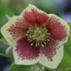 Helleborus × Hybridus Harvington Yellow Speckled -Herbalife Shop pl2000003696