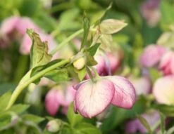 Helleborus × Hybridus Harvington Picotee -Herbalife Shop pl2000003698 card2 lg